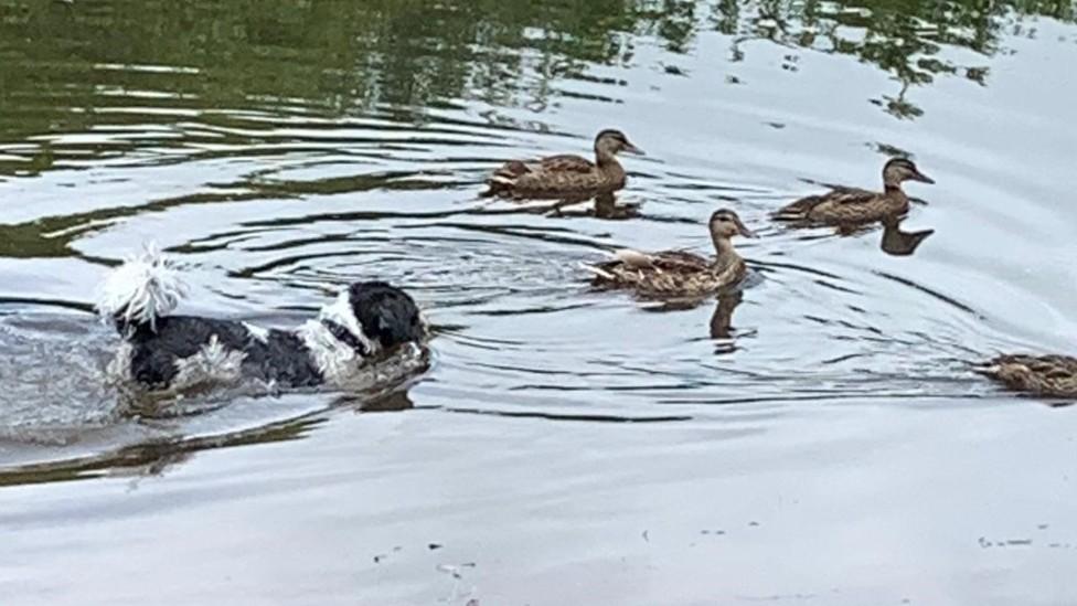 Charlie and the ducks