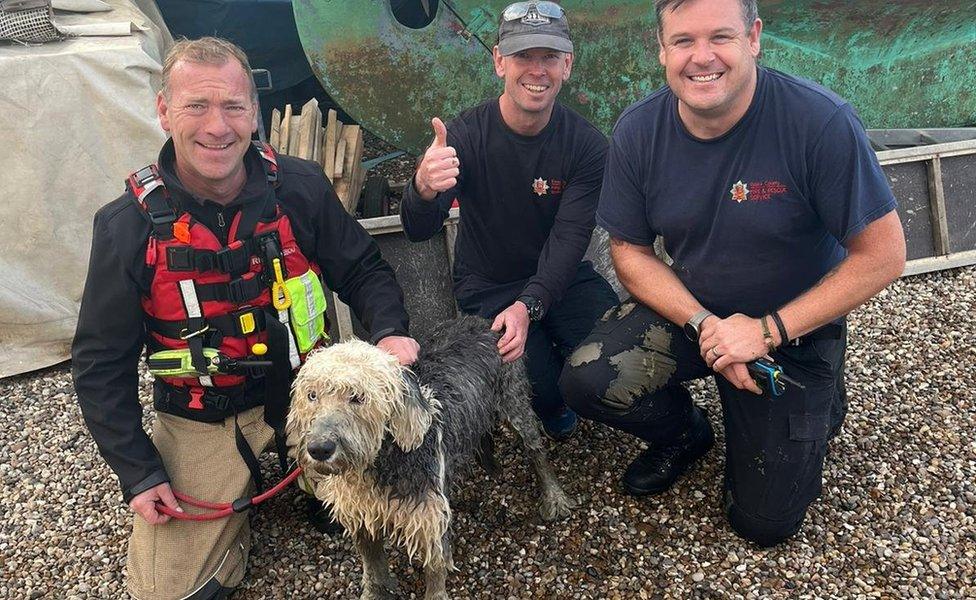 Old English sheepdog May with the firefighters who rescued her