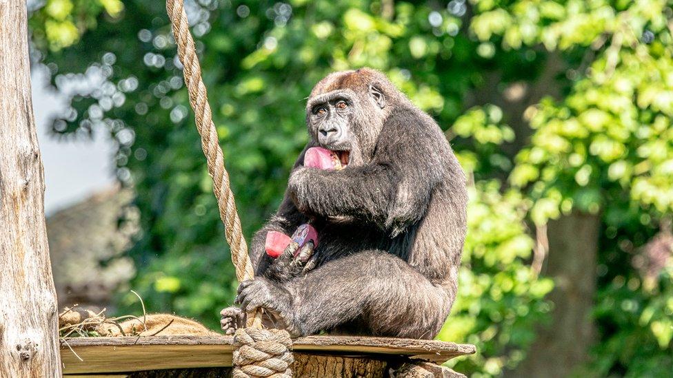 Western lowland gorilla Gernot enjoying an ice lolly during the heatwave