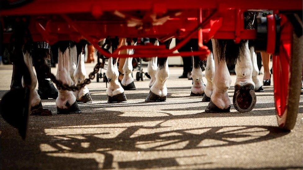 Horse hooves under the mail coach