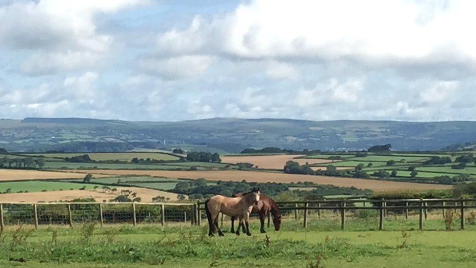 Angharad Ellen Green, of Wick in the Vale of Glamorgan, took this picture of her mum's Welsh cobs Gwen and Arwen grazing on a sunny Sunday morning