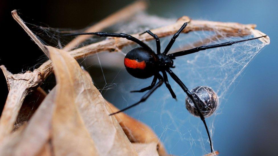 Australia's redback spider