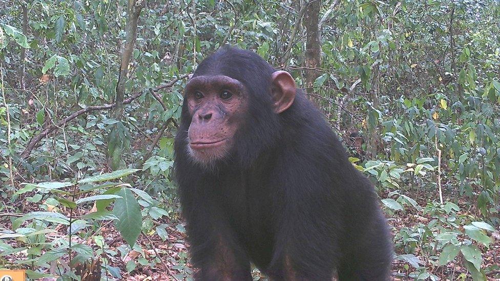 Chimp