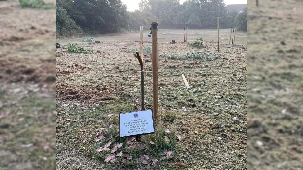 A vandalised tree in Victoria Park, Laindon