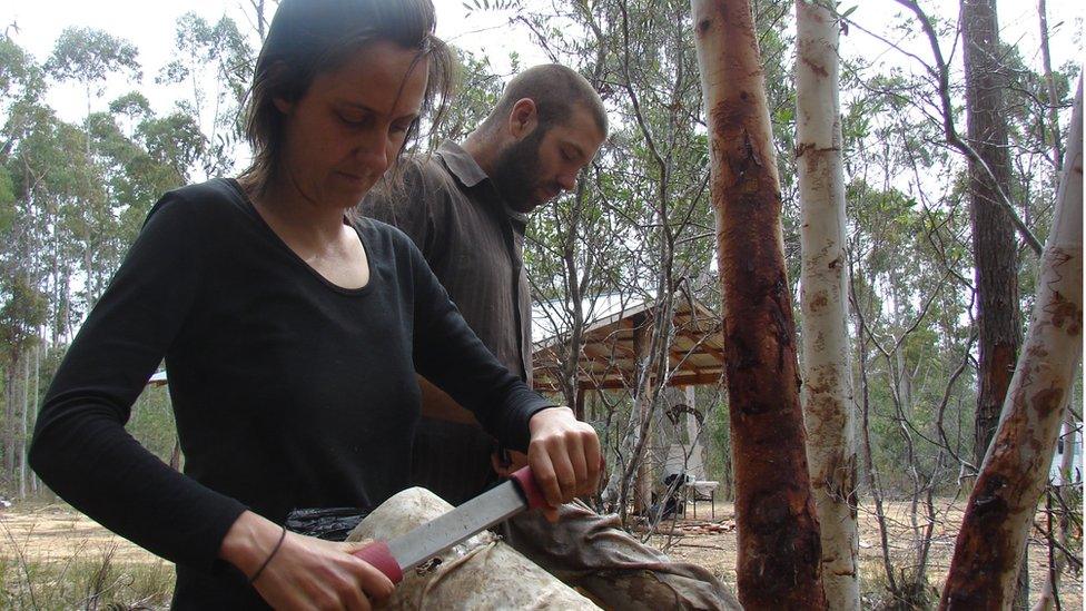 A kangaroo skin is cleaned on a fleshing beam