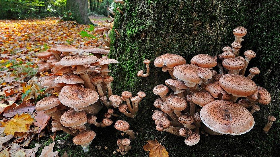 Honey fungus