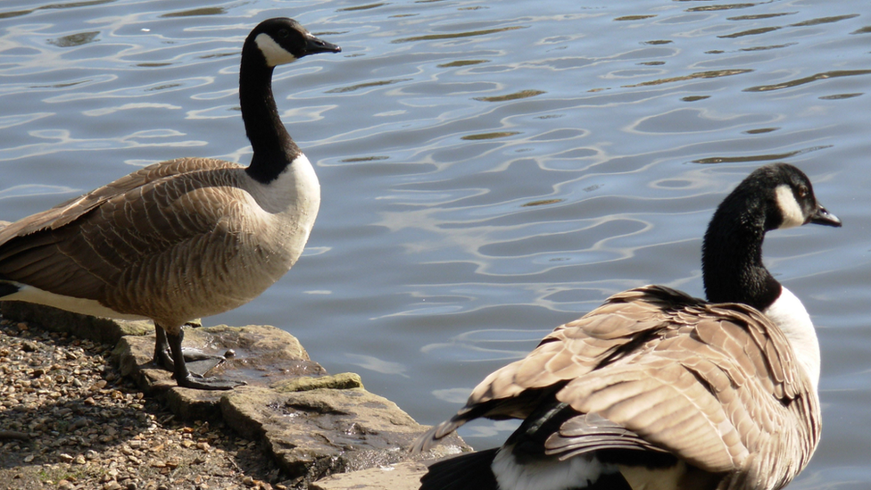 Canada Geese