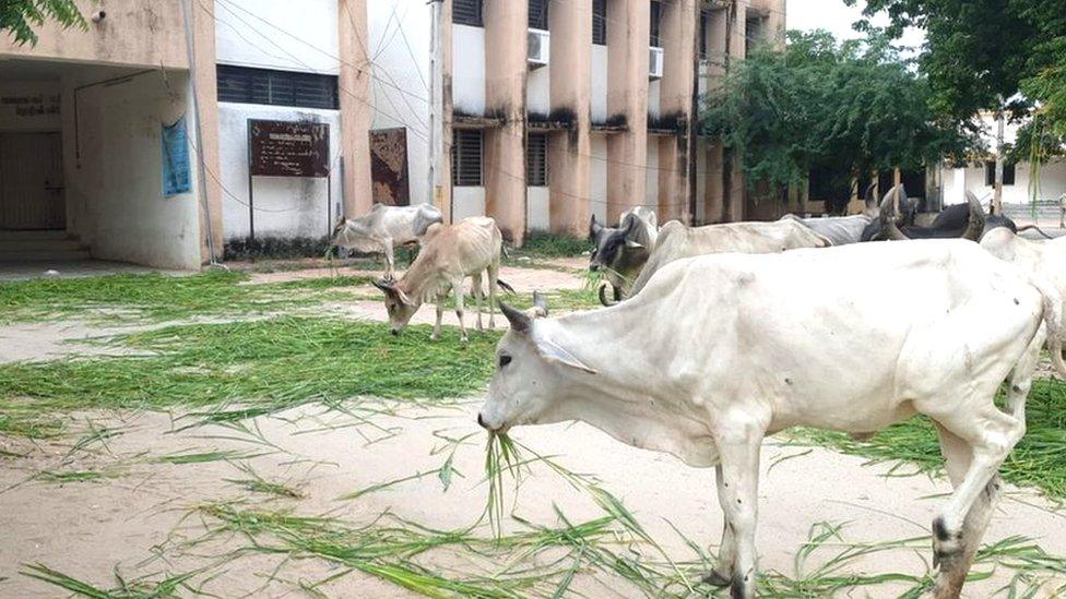 Cows seen grazing outside a government building in Gujarat