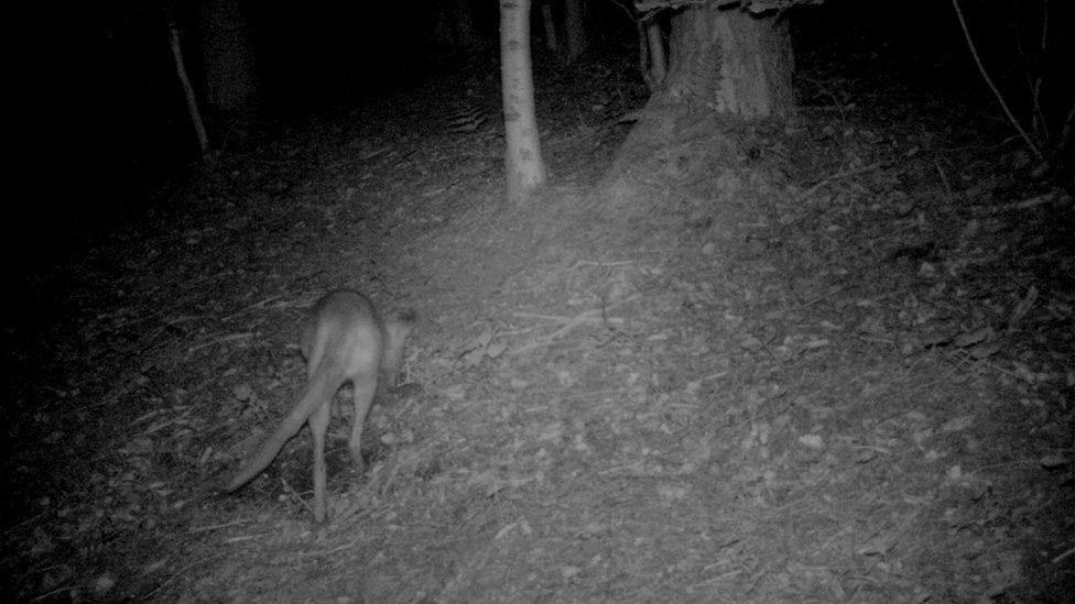 Black and white picture of mystery animal