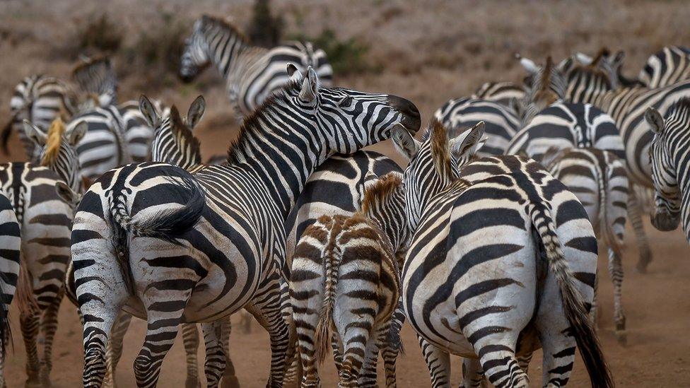 Zebras in Kenya