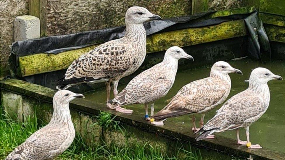 Gulls mate for life and can live about 25 years