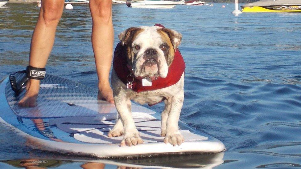 Dog on a surf board