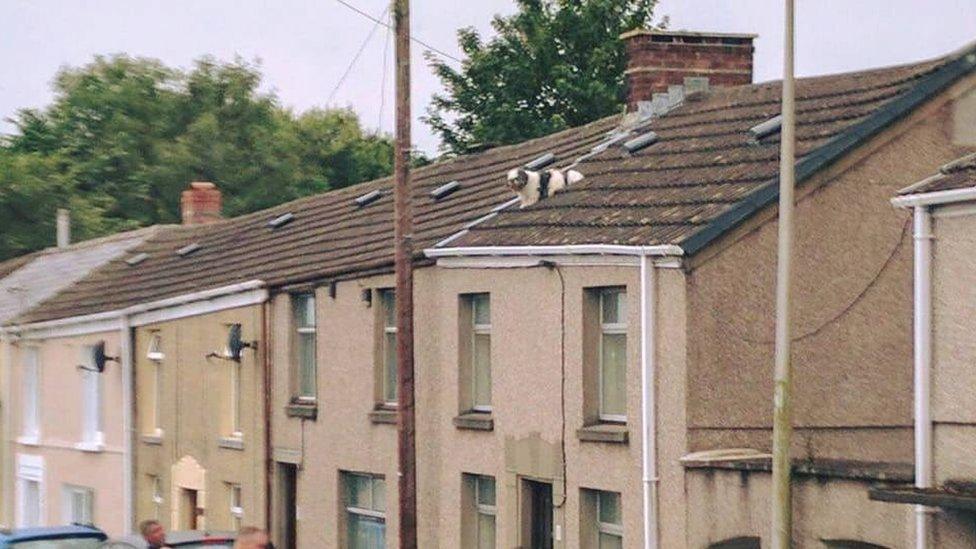 Dog on roof