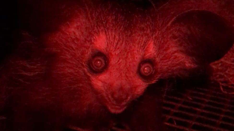 Aye-aye lemur