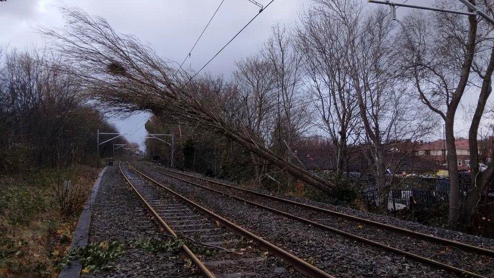 Tree on Metro line