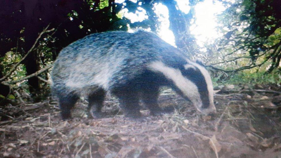 Badger