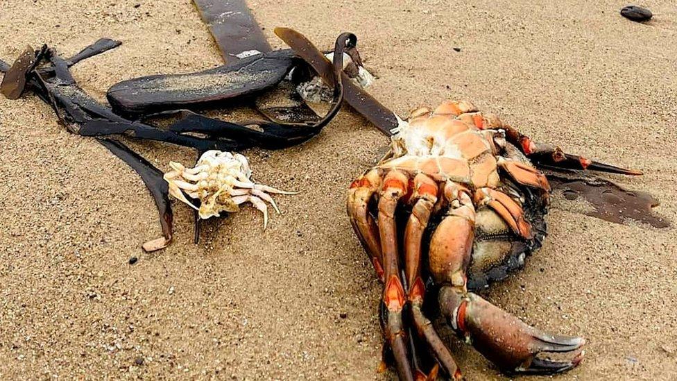 Shellfish deaths