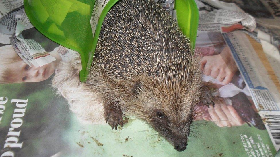 Hedgehog at rescue centre