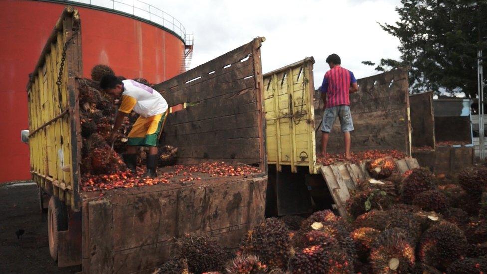 Palm oil production in Indonesia