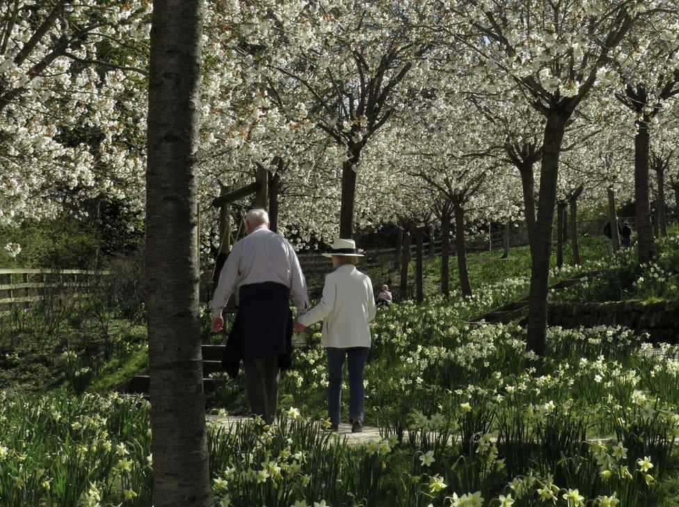 Couple walk among trees and flowers