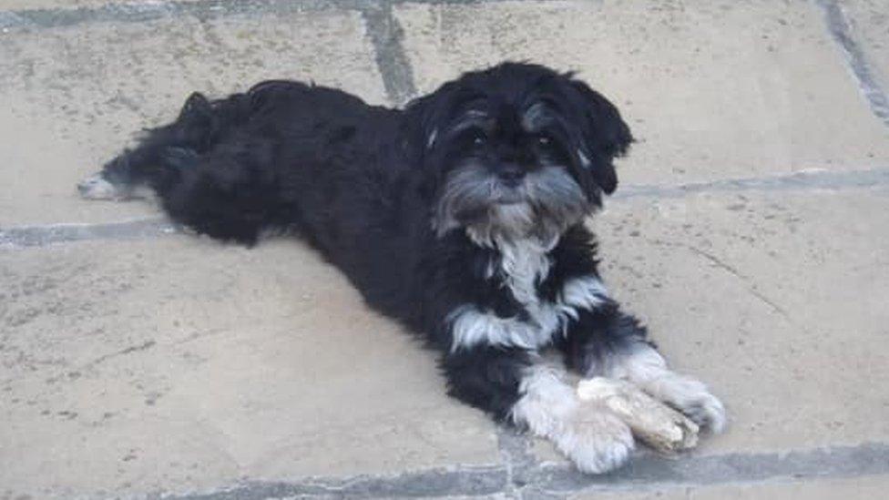 female, black-and-white-coloured Lhasa apso