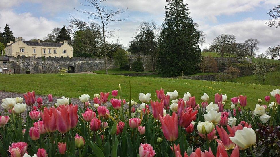 Tulips at Aberglasney Gardens in Carmarthenshire