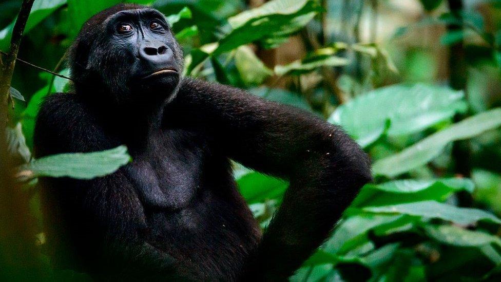 Western lowland gorilla (Gorilla gorilla) in Marantaceae forest, Odzala-Kokoua National Park, Cuvette-Ouest Region, Republic of the Congo.