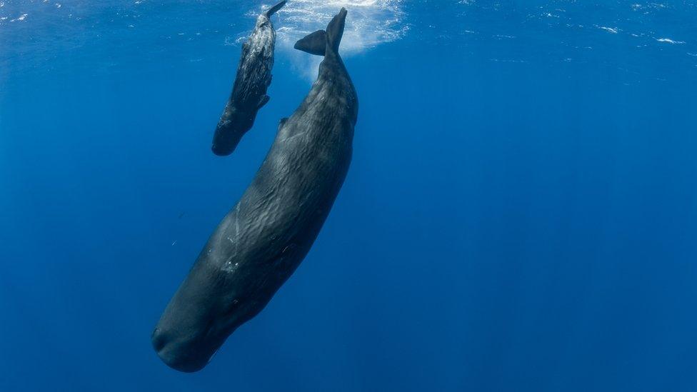 Sperm-Whales.