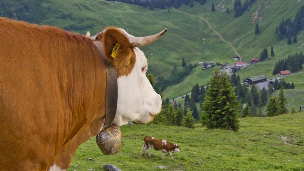 A cow looks down a hill in Germany, with its cowbell clearly on display