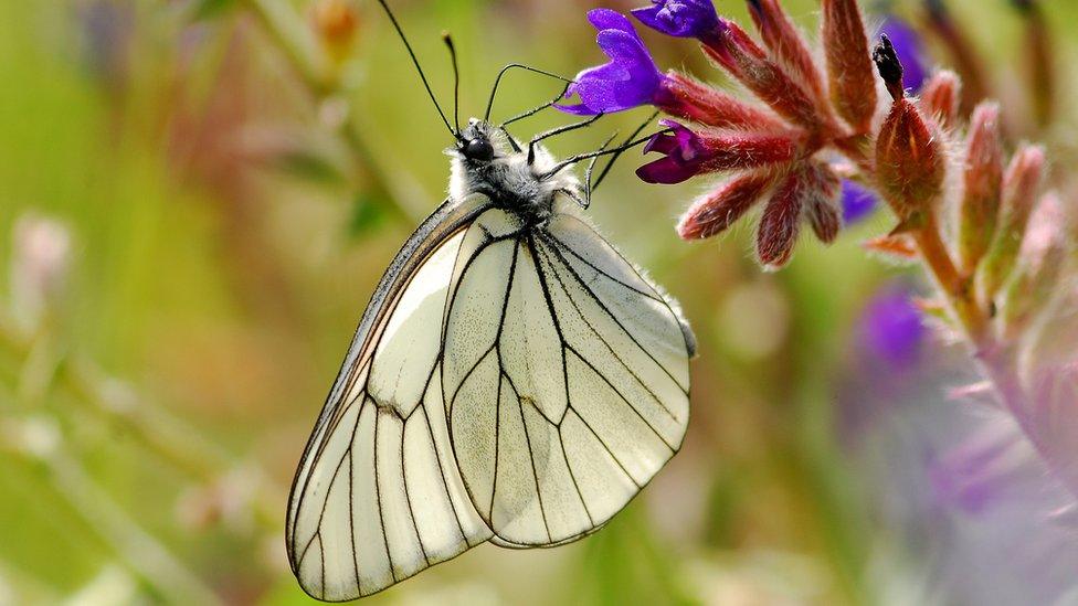 black-veined white butterfly