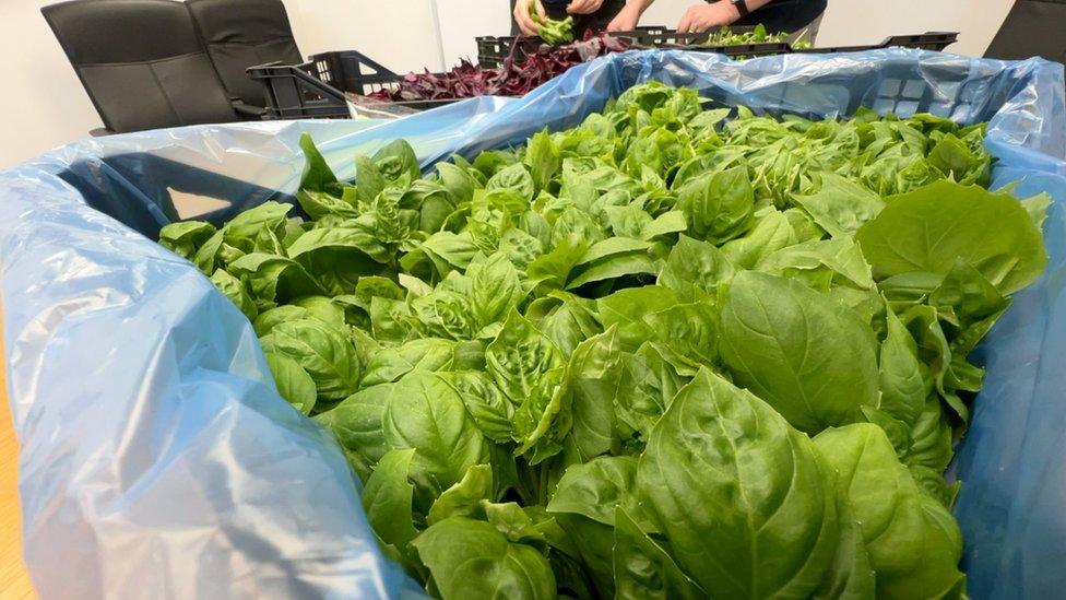 Basil plants in vertical farm