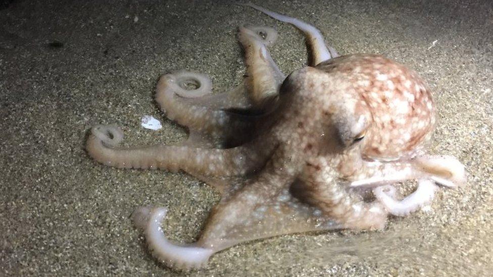 Curled octopus