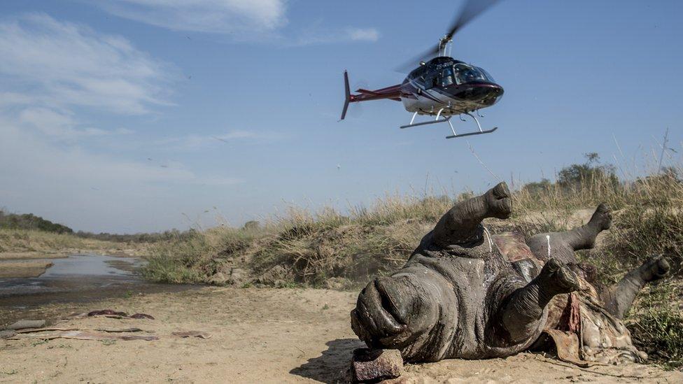 Helicopter in the air near the carcass of a dead rhino