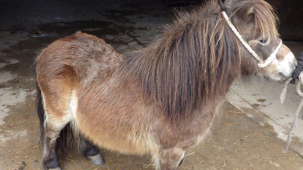 Shetland pony