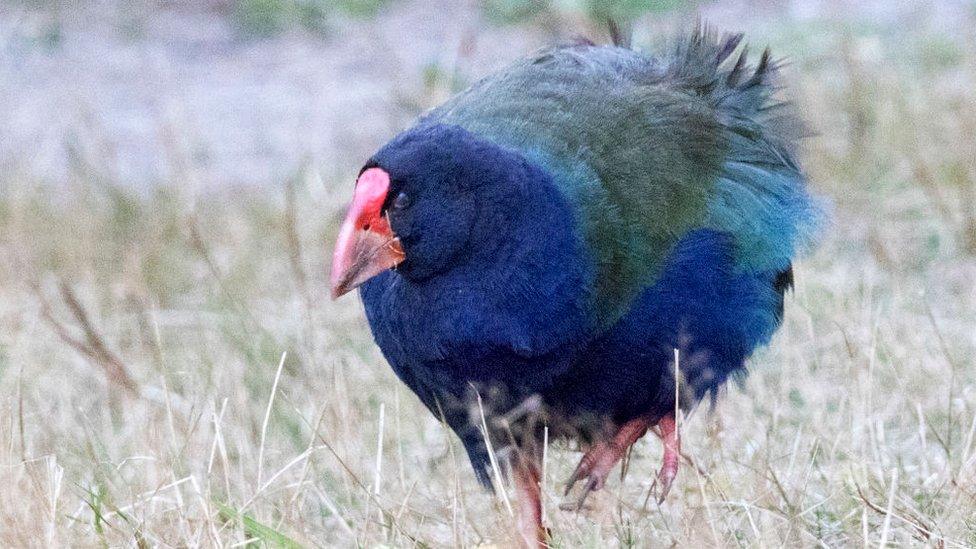 takahe.