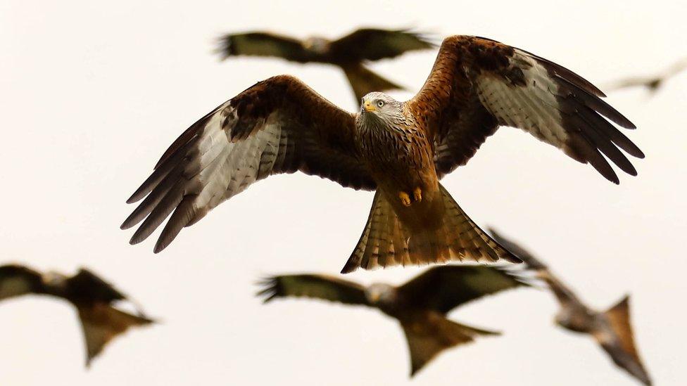 Red kites in the sky