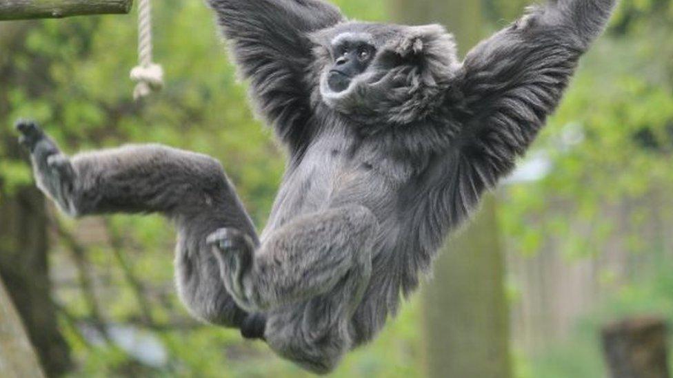 Silvery Gibbon