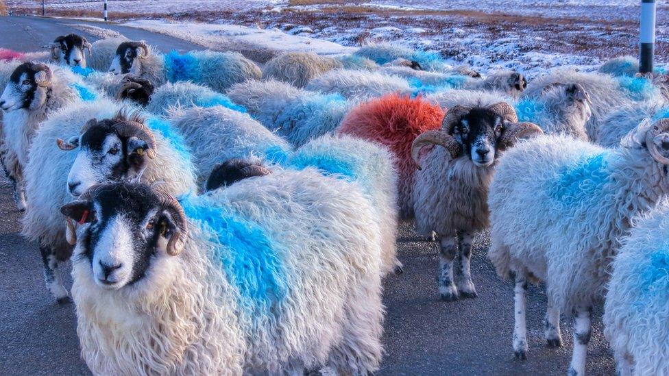 Sheep at Stanhope in Weardale