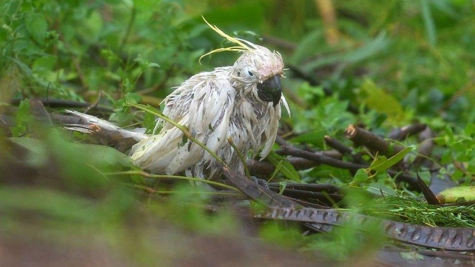 Cockatoo in Queensland