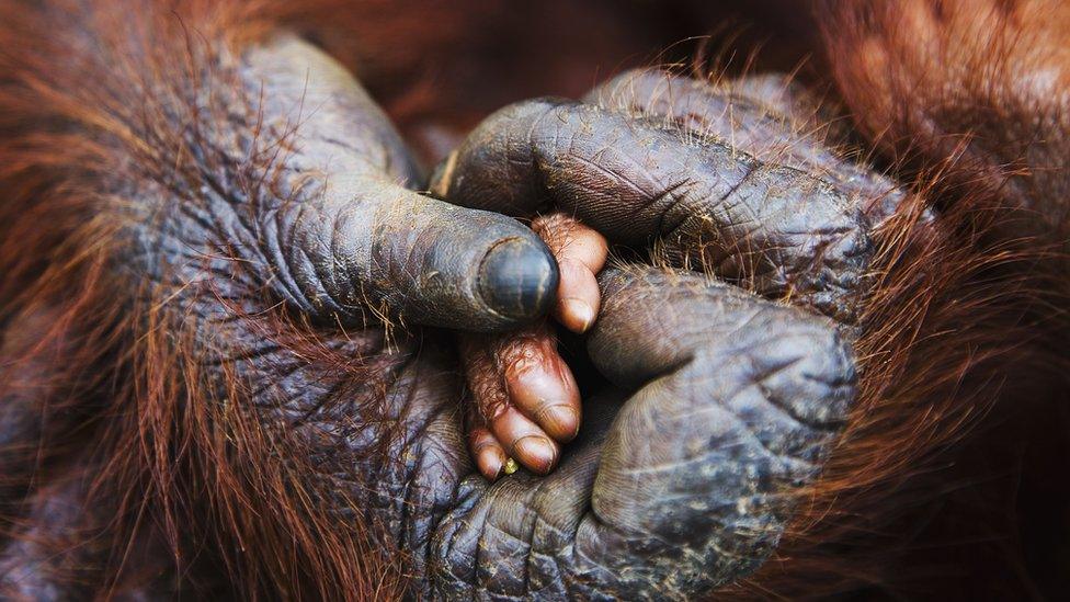 A baby orangutan lays its small hand in the big hand of its mother