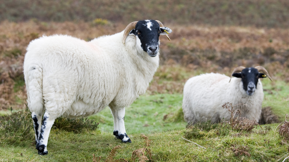 Dartmoor sheep