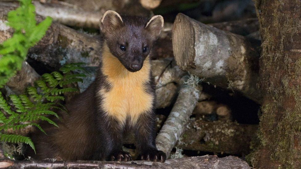 The animals are among the rarest in Wales