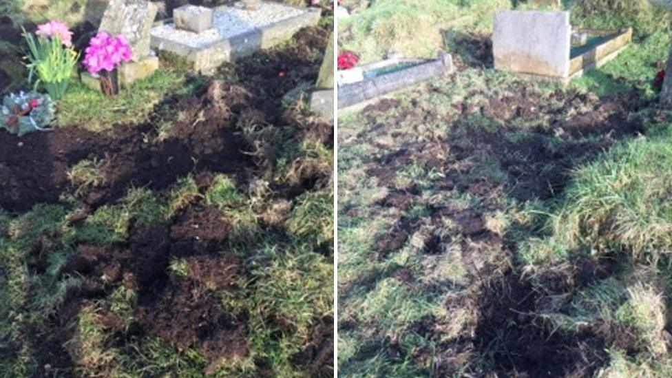 Graveyard damaged by wild boars