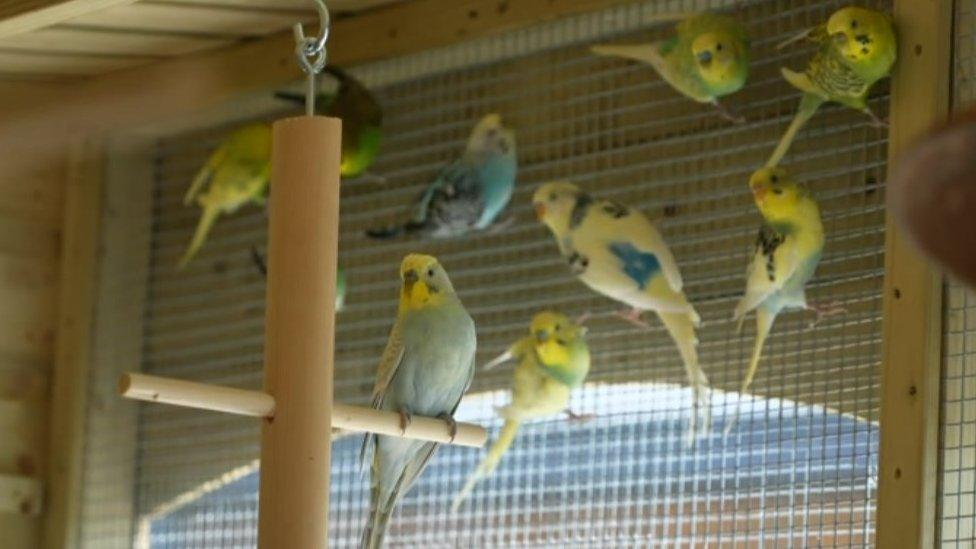 The new budgerigars in the school's aviary.