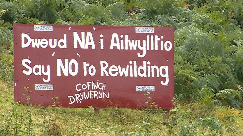 Ailwylltio