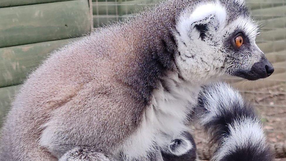 Lemur with infant attached to her