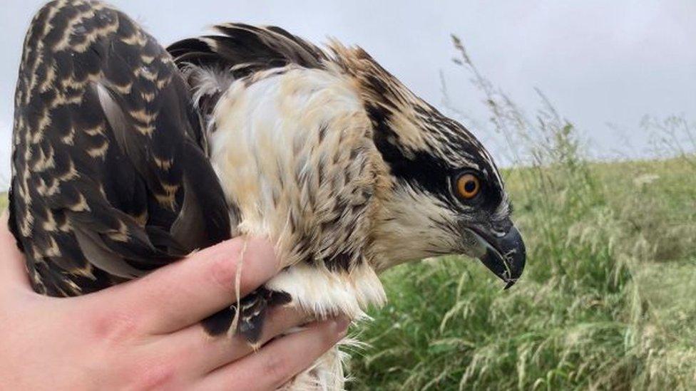 Ospreys at Rutland