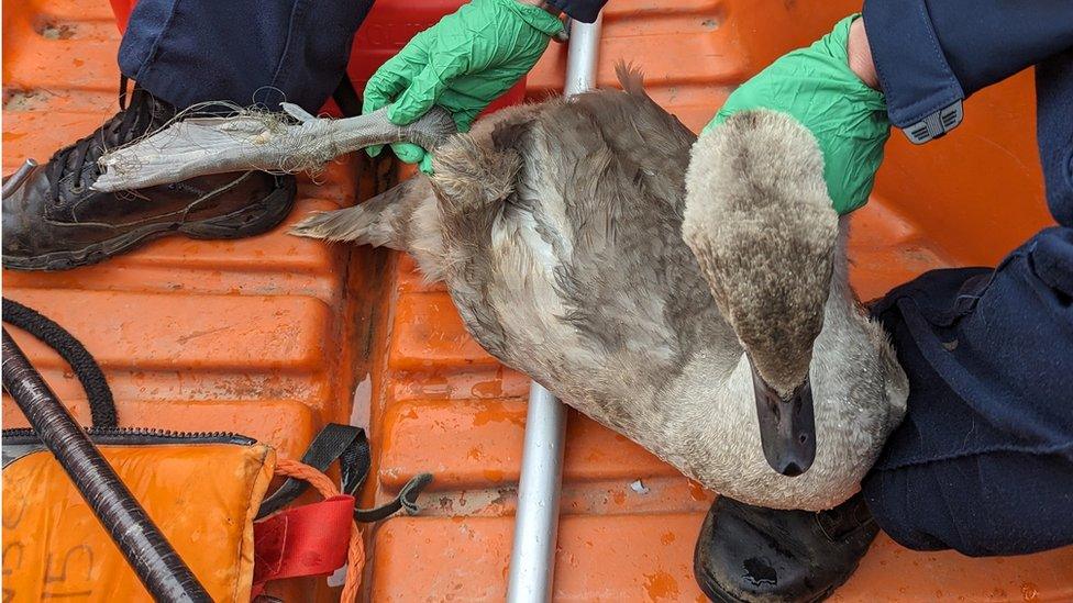 Swan rescue