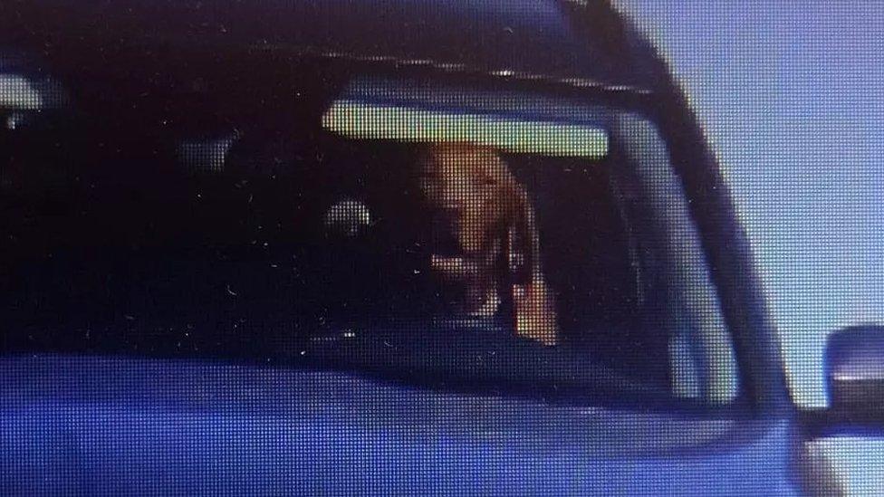 Dog behind wheel