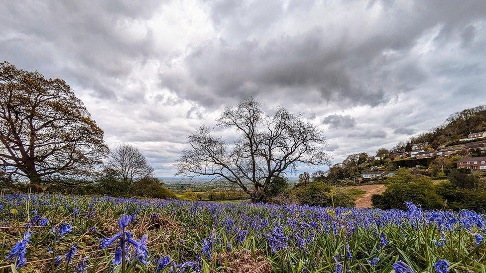 Photograph of a bluebell filed with grey clouds overhead